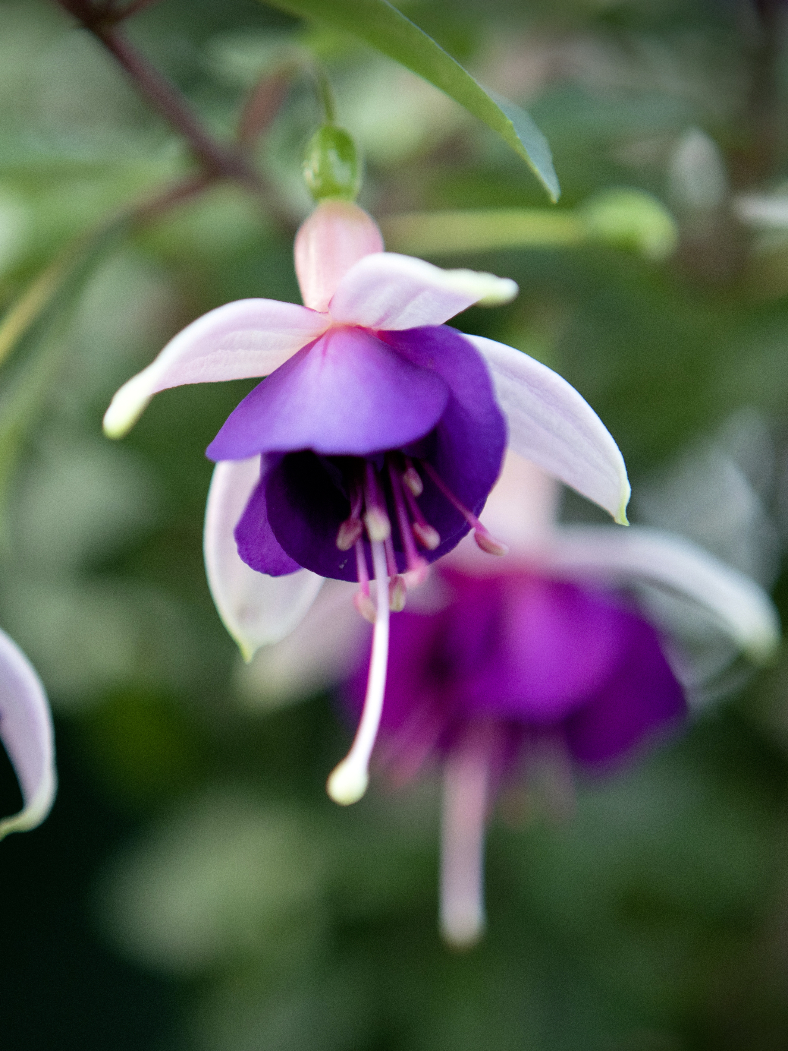 Fuchsia La Campanella